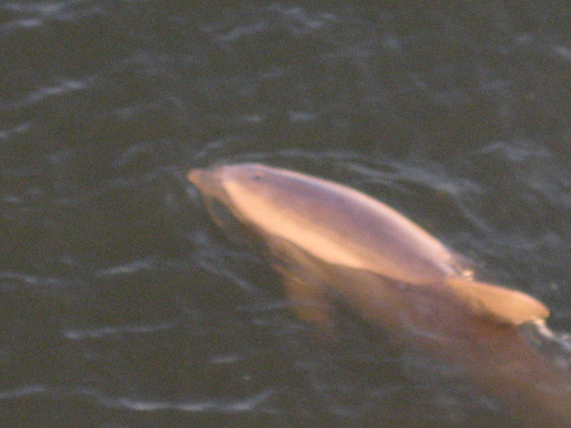 auf den ersten von werweißwievielen Delphinen (180)