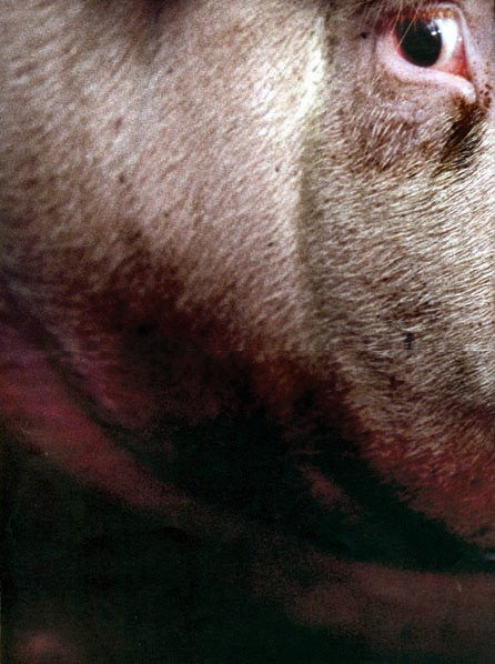 "Das Schwein schrie vor Schmerz, das Schwein schiß vor Angst, schiß dem, der‘s am Schwanz hielt, die Hände voll, der Mann fluchte, ließ jedoch nicht locker. Schwarze Schreie aus einem schwarzen Schwein, das vergißt du nie! dachte Broschkus noch kurz, aber da ballten sich schon seine Fäuste: Ja, du sollst sterben, du fette Sau, du hast es nicht anders verdient!"